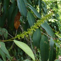 Shirakiopsis indica (Willd.) Esser